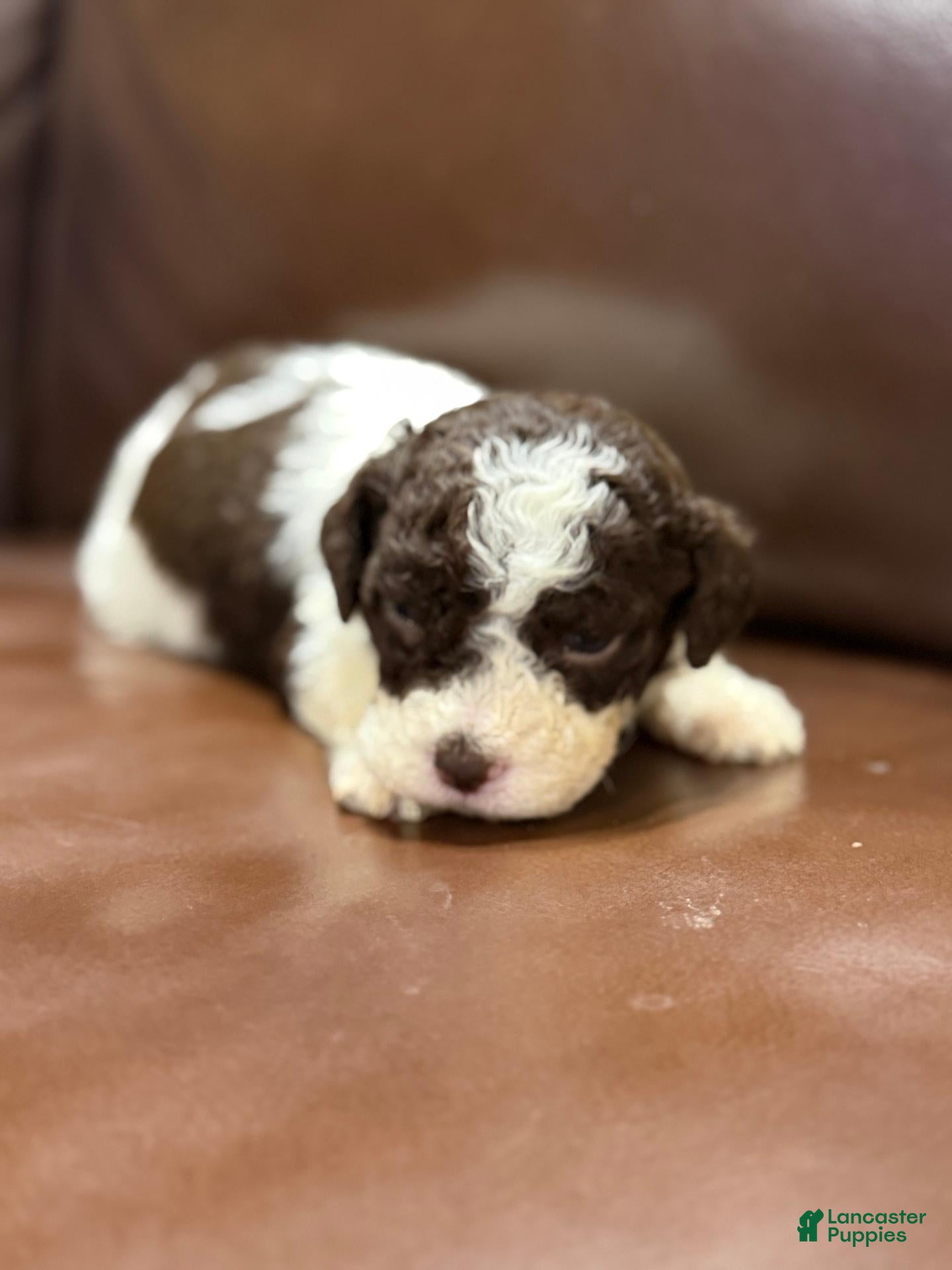 Lagotto Romagnolo (Lagotto Romagnolo, Male) in Muscle Shoals, AL