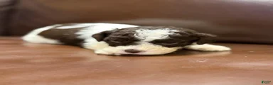 Green collar male