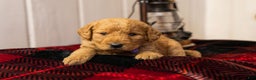 Labradoodle dogs for sale: Genesis  - Ad 2