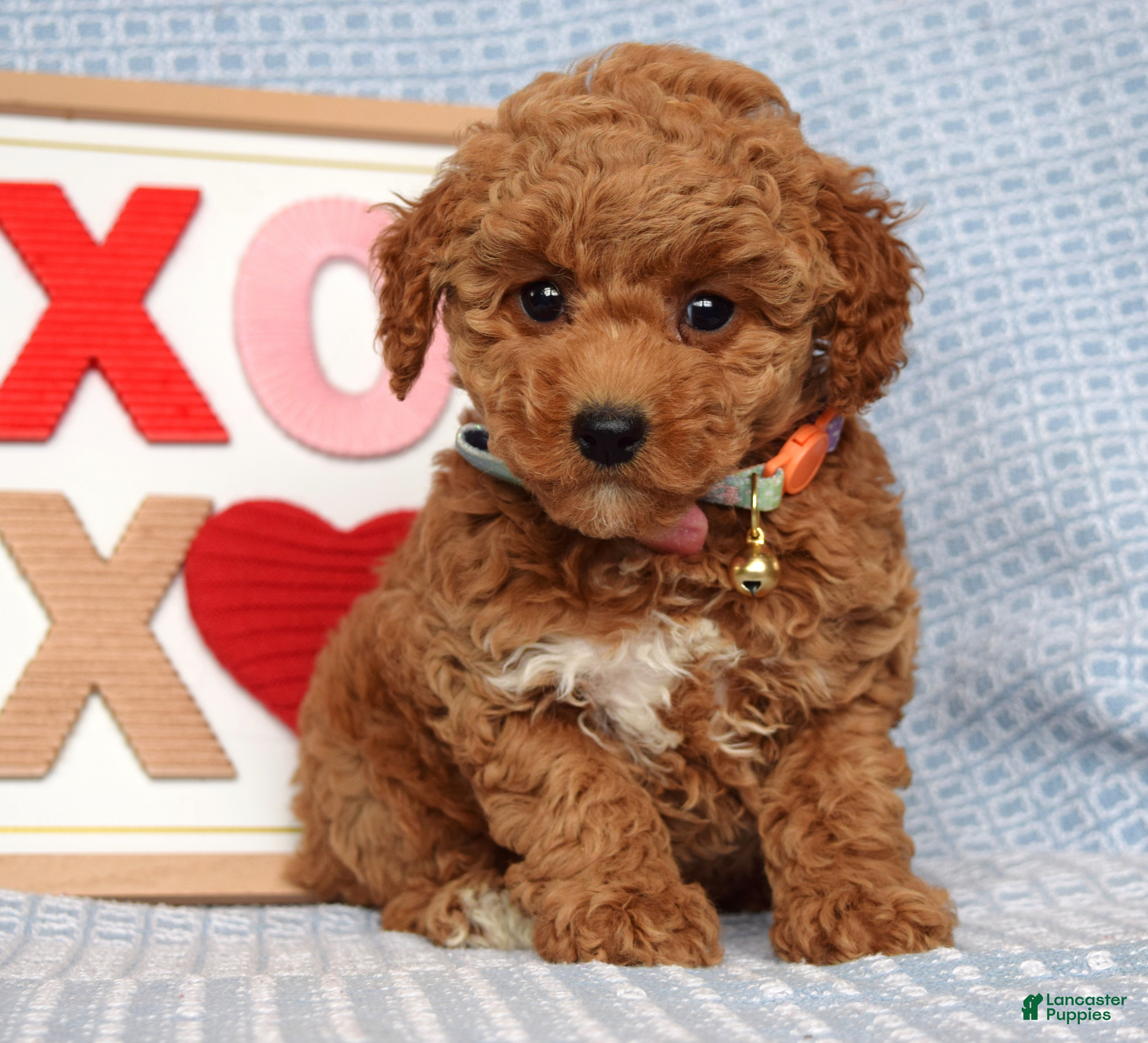 Toy Poodle dogs Piper - Ad 1
