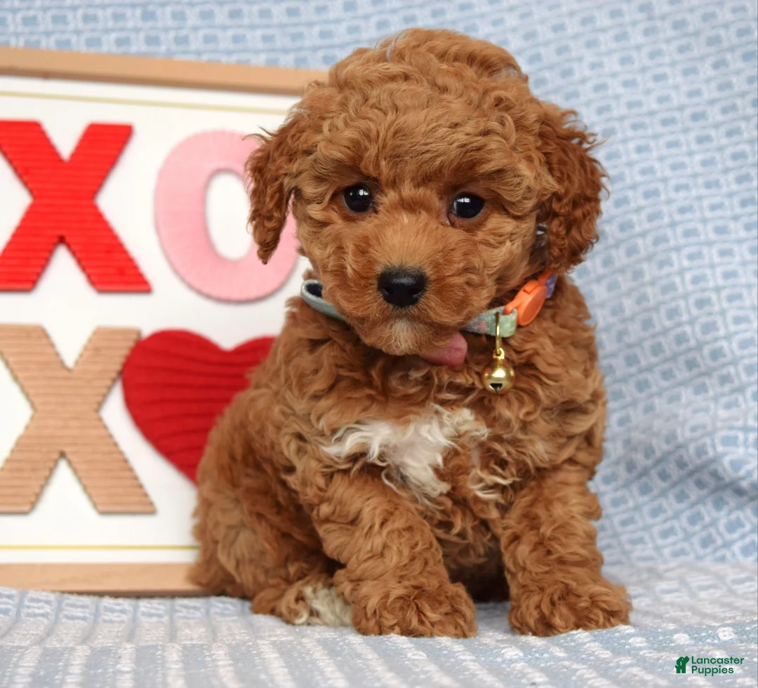 Toy Poodle dogs for sale: Piper - Ad 1
