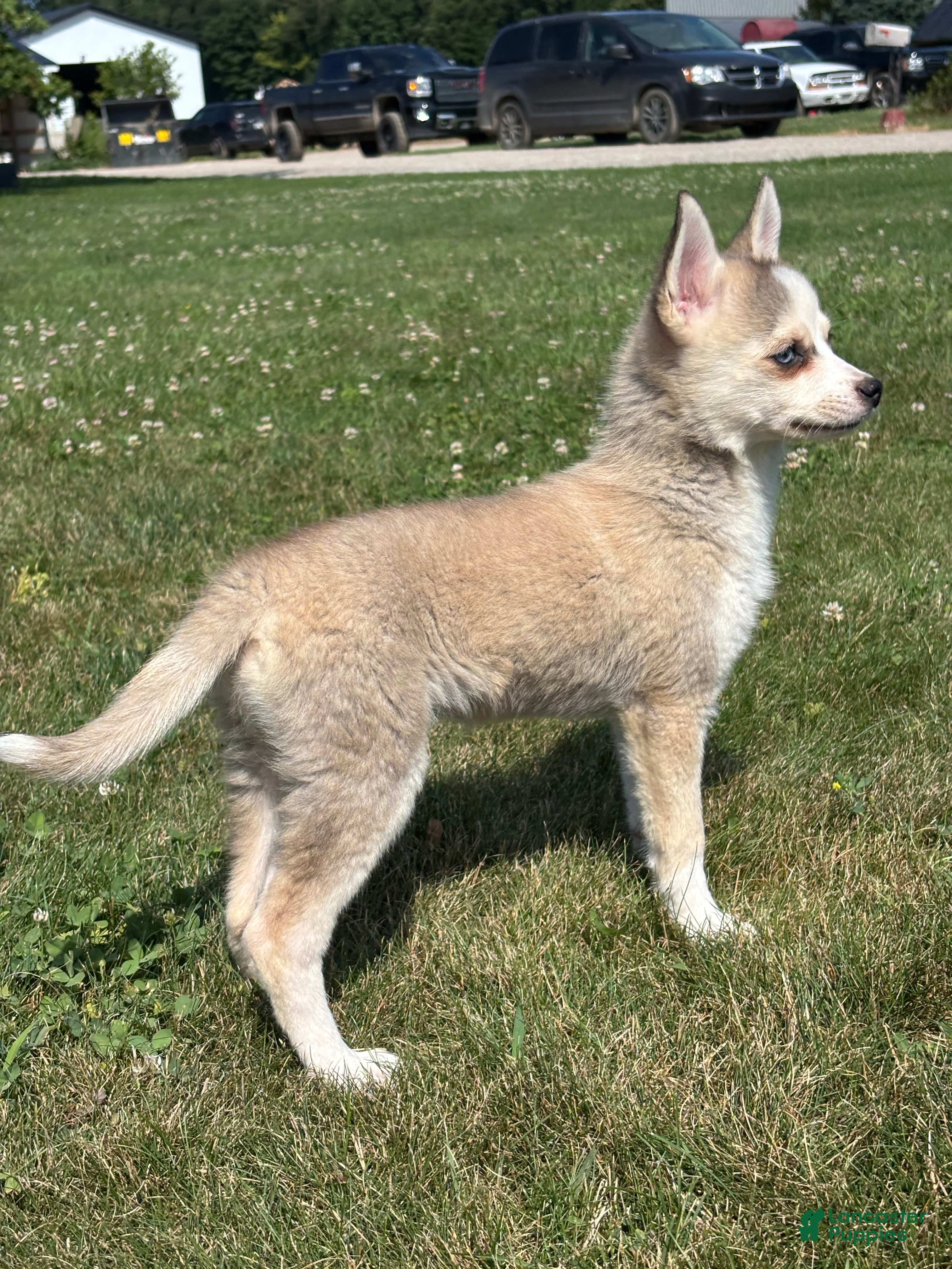 Pomsky dogs Sarah - Ad 2
