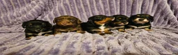 Miniature Dachshund dogs for sale: Hershey - Ad 3