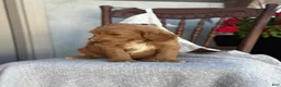 Goldendoodle dogs for sale: Chip - Ad 2