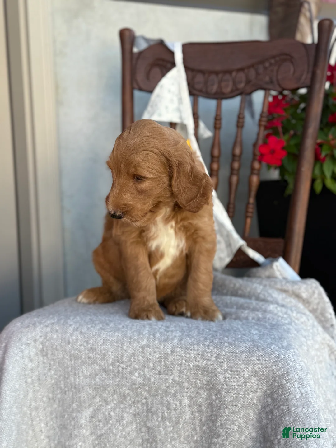 Goldendoodle dogs for sale: Chip - Ad 2
