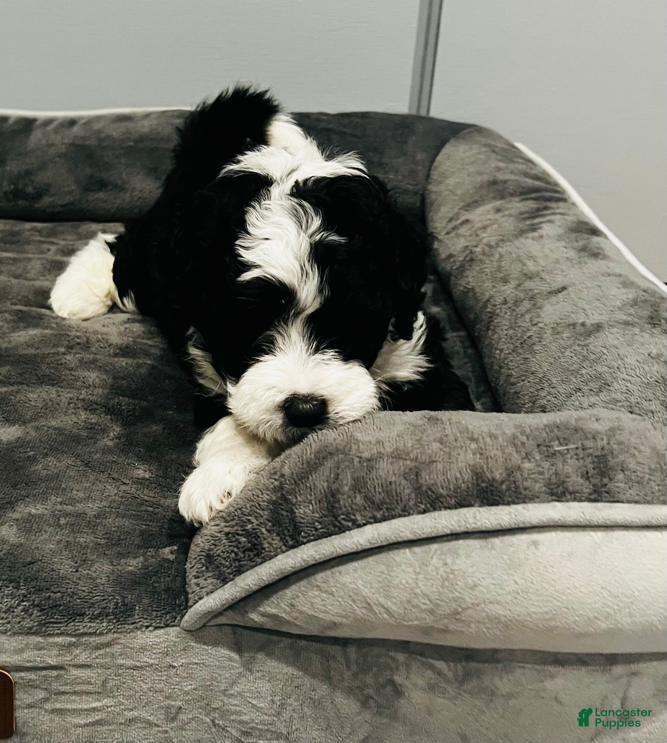 Mini Sheepadoodle dogs Mini Sheepadoodle Puppy Pick Spot #7 - Ad 1