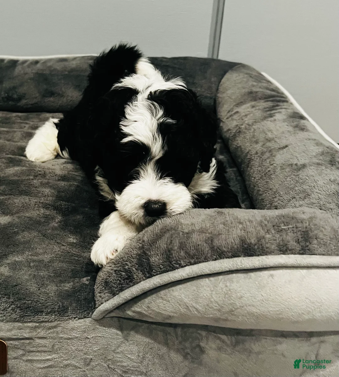 Mini Sheepadoodle dogs for sale: Geno - Ad 1