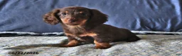 Miniature Dachshund dogs for sale: Cocoa - Ad 4