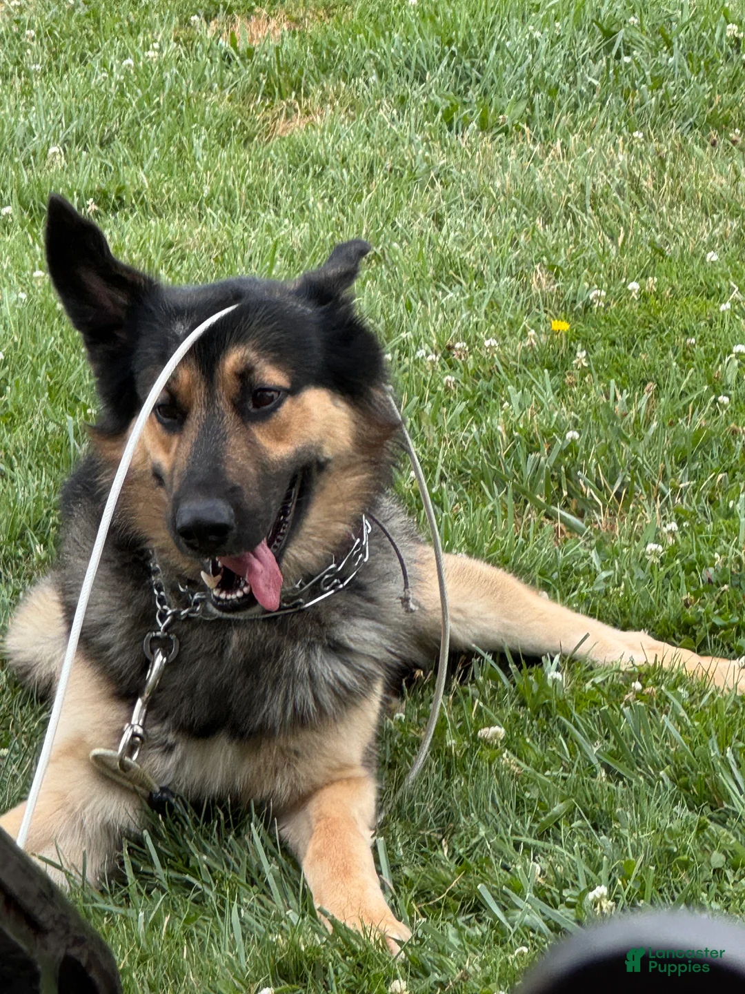 Mixed Breed dogs for sale: Knox - Ad 4