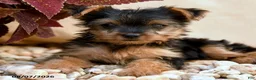 Yorkshire Terrier dogs for sale: Twilight - Ad 4