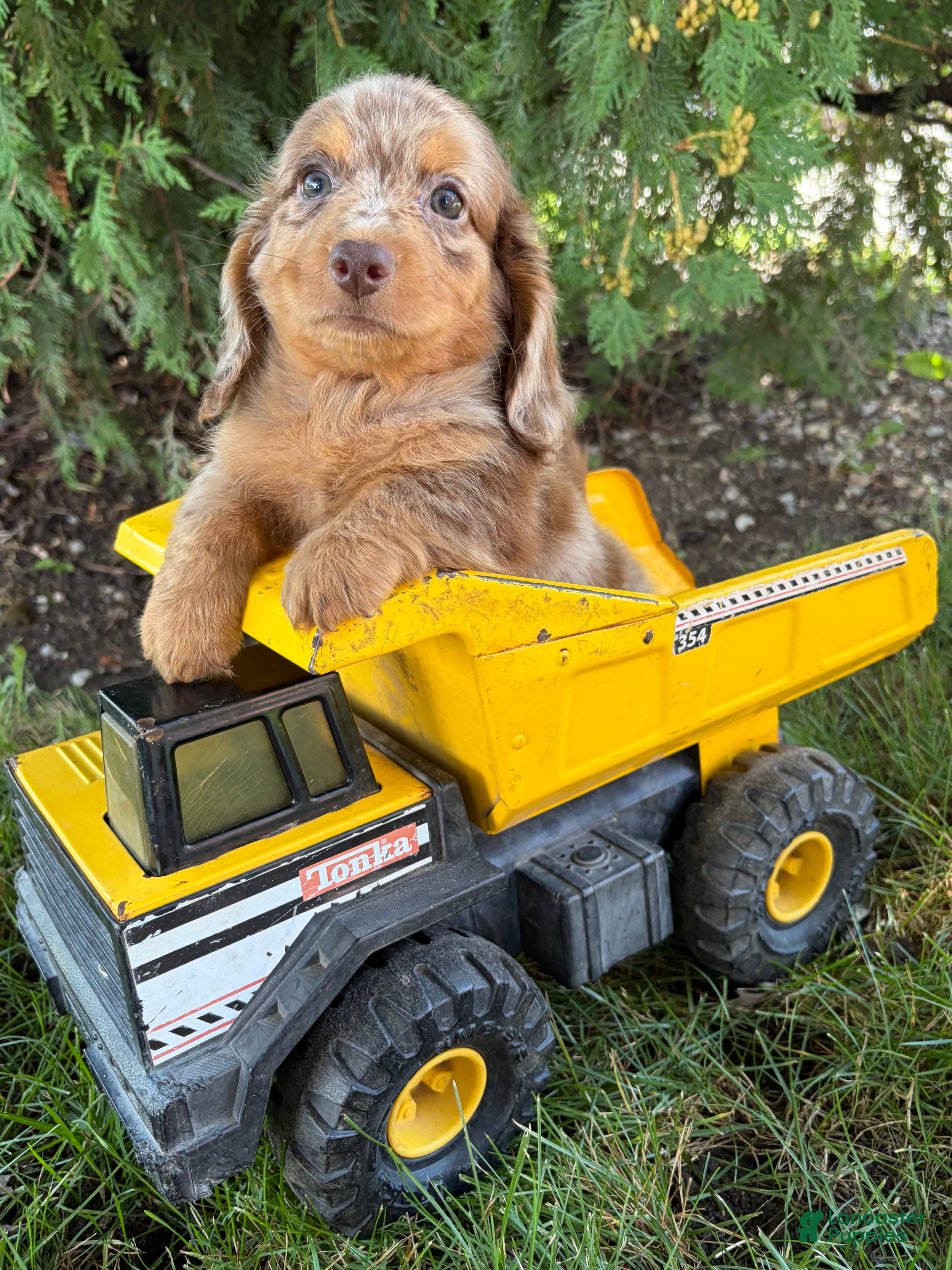 Dachshund dogs Colby - Ad 2