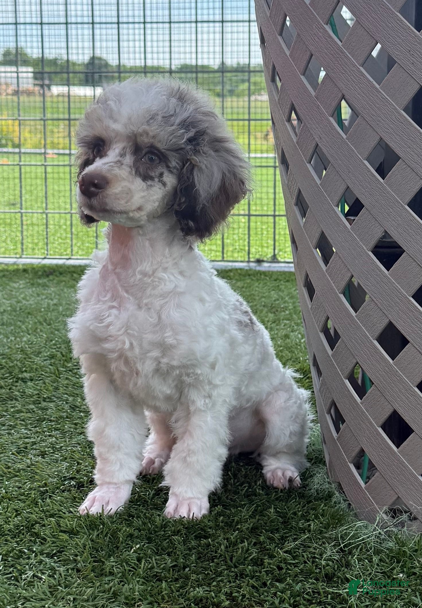 Miniature Poodle dogs Granite Miniature Poodle Puppy  - Ad 2