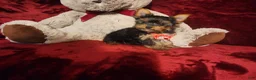 Yorkshire Terrier dogs for sale: POPPY - Ad 5