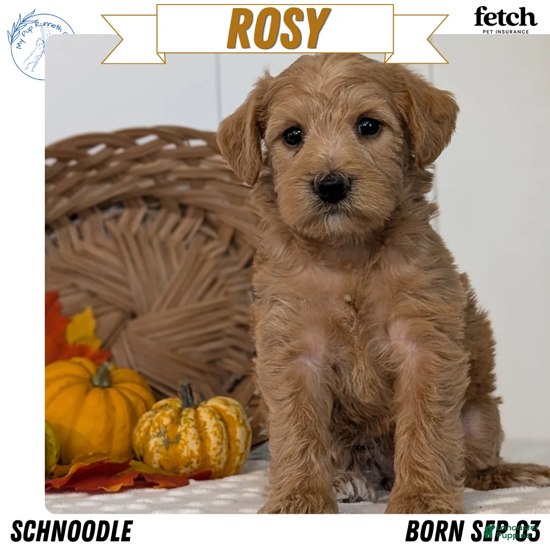 Schnoodle dogs for sale: Rosy - Ad 1