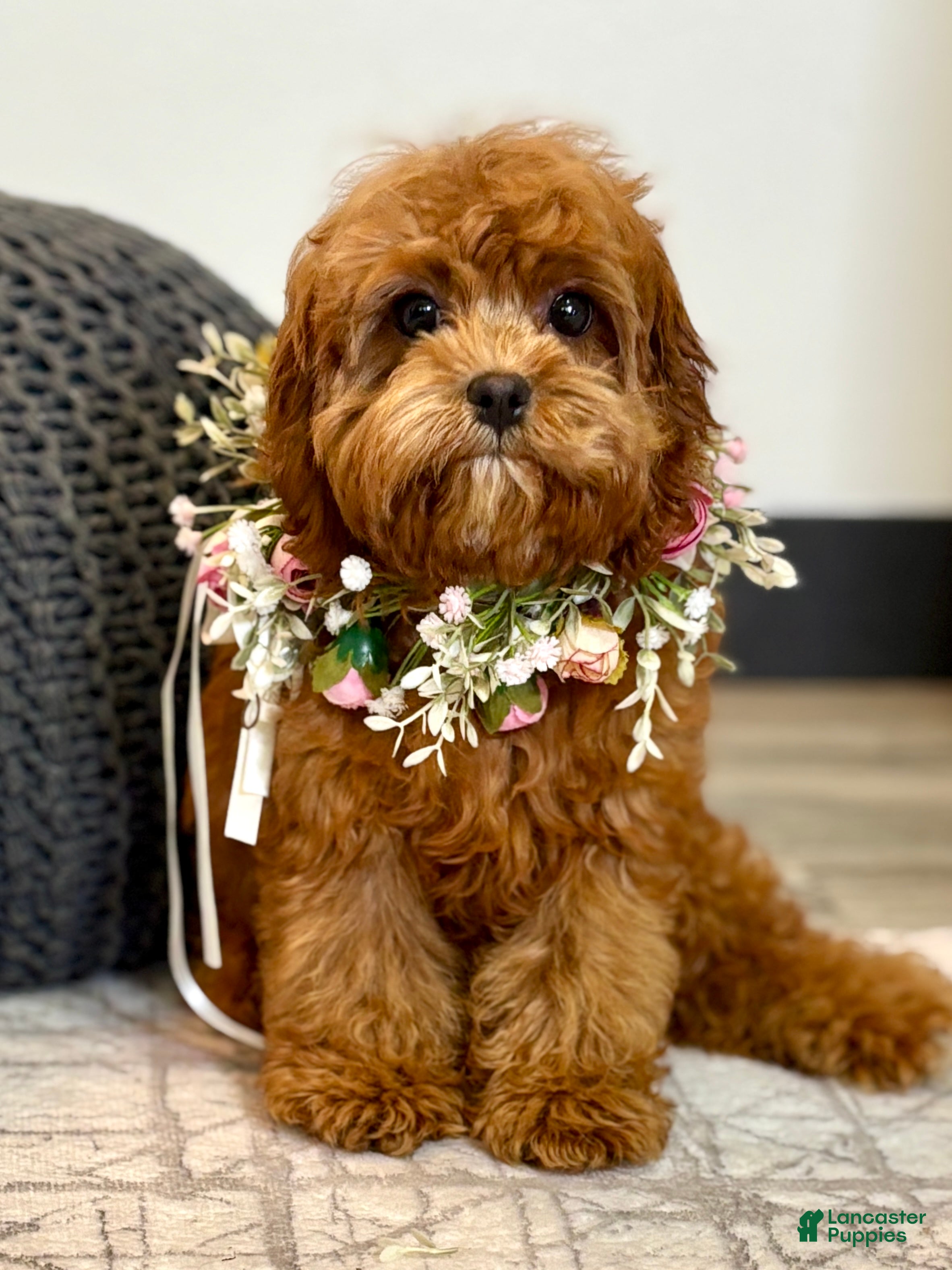 Cavapoo dogs Fifi - Ad 38