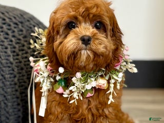 Cavapoo dogs Fifi - Ad 11