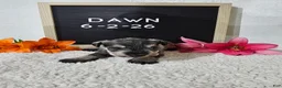 Miniature Schnauzer dogs for sale: Dawn - Ad 11
