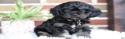 Cavapoo dogs for sale: Teddy - Ad 9