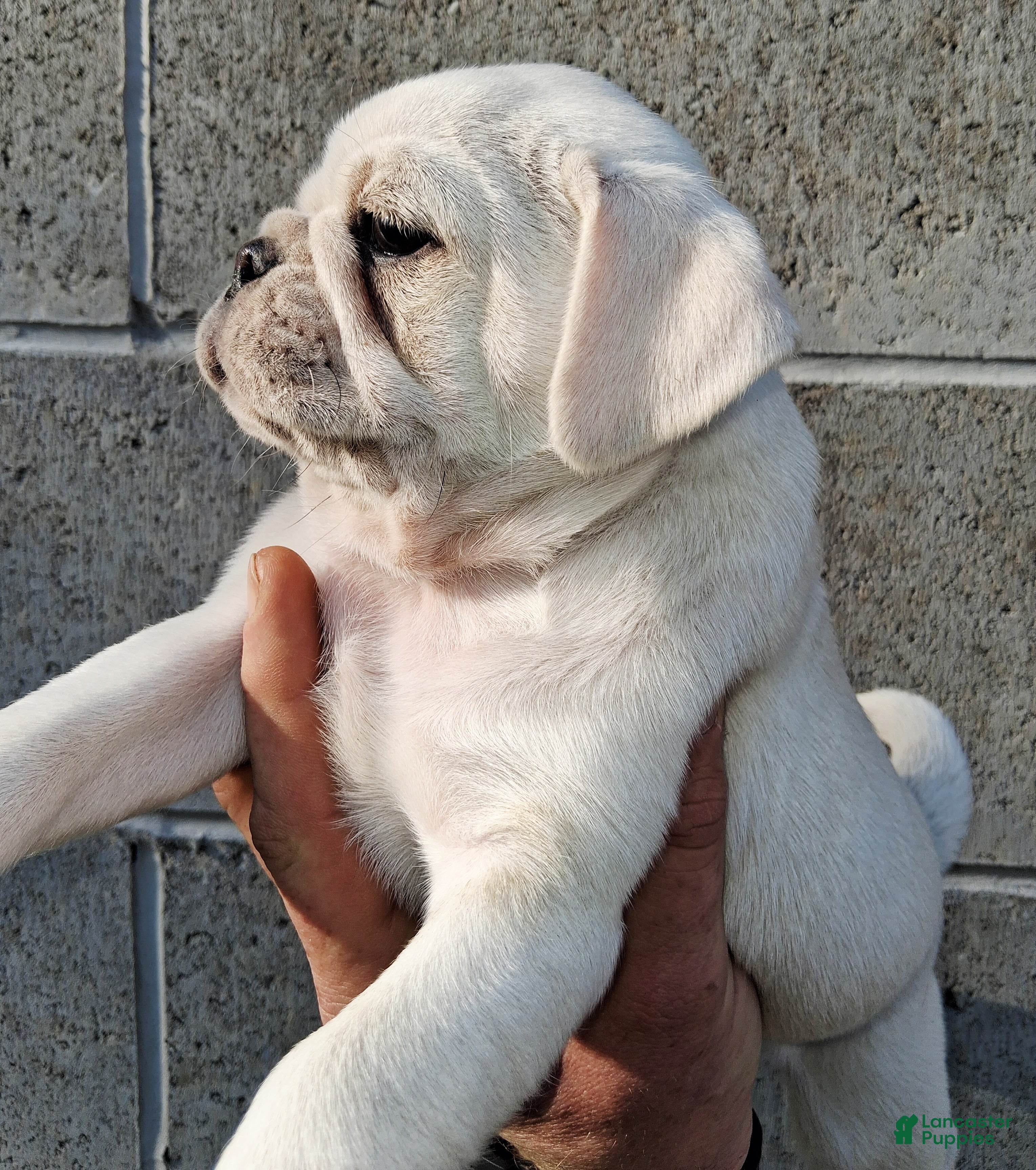 Pug dogs Kasper - Ad 2