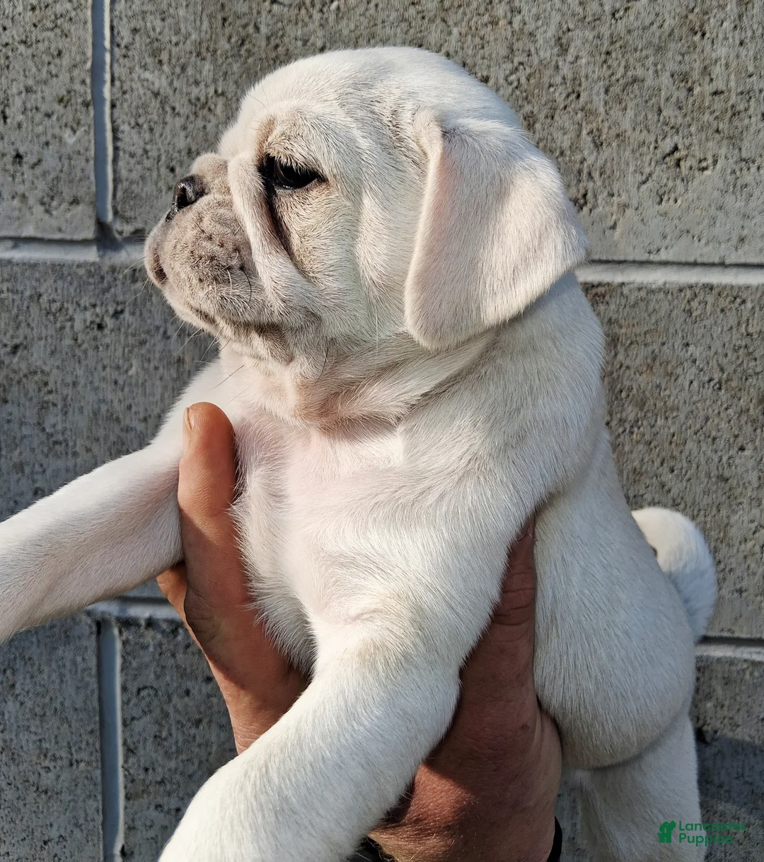 Pug dogs for sale: Kasper - Ad 2
