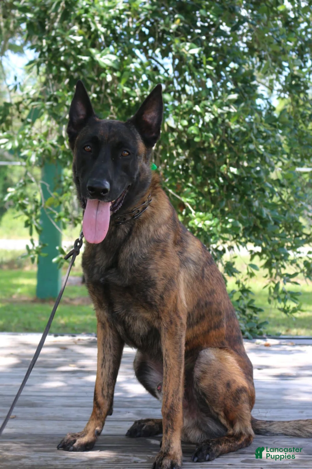 Mixed Breed dogs for sale: Mixed Breed Puppy 3 - Ad 5