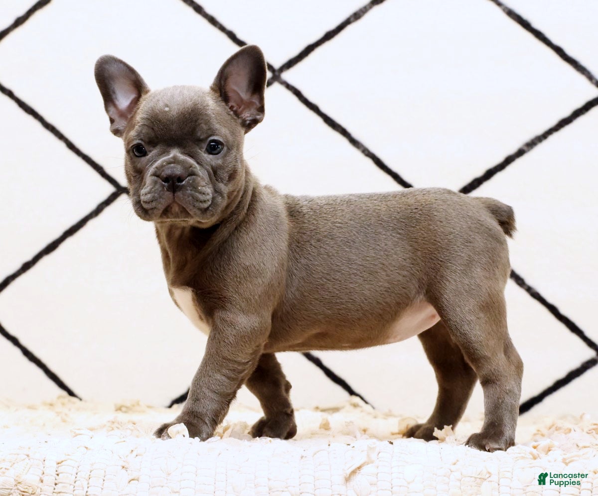 Frenchton dogs Bethany - Ad 1