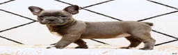 Frenchton dogs for sale: Bethany - Ad 1