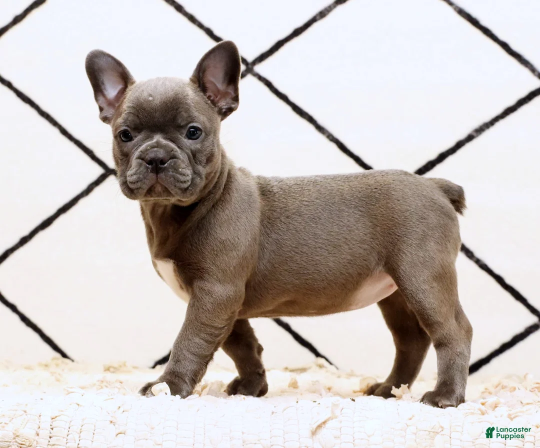 Frenchton dogs for sale: Bethany - Ad 1