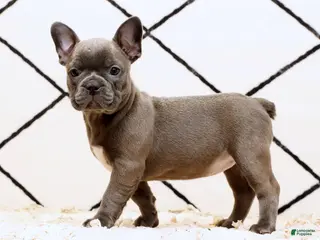 Frenchton dogs Bethany - Ad 1