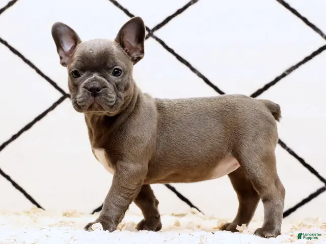 Frenchton dogs for sale: Bethany - Ad 1