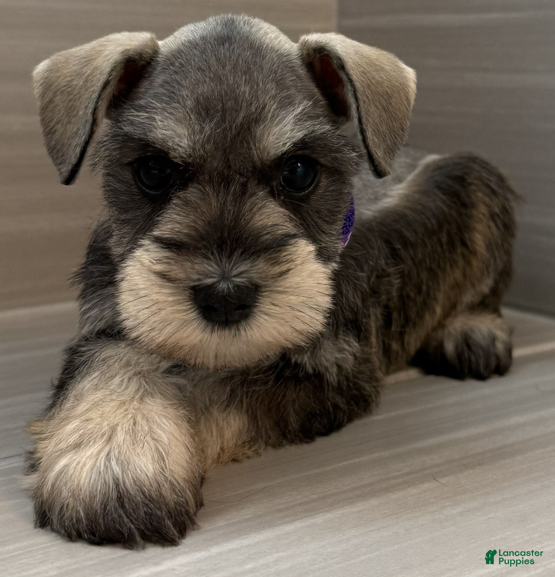 Miniature Schnauzer dogs Harmony - Ad 1