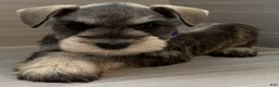 Miniature Schnauzer dogs for sale: Harmony - Ad 1