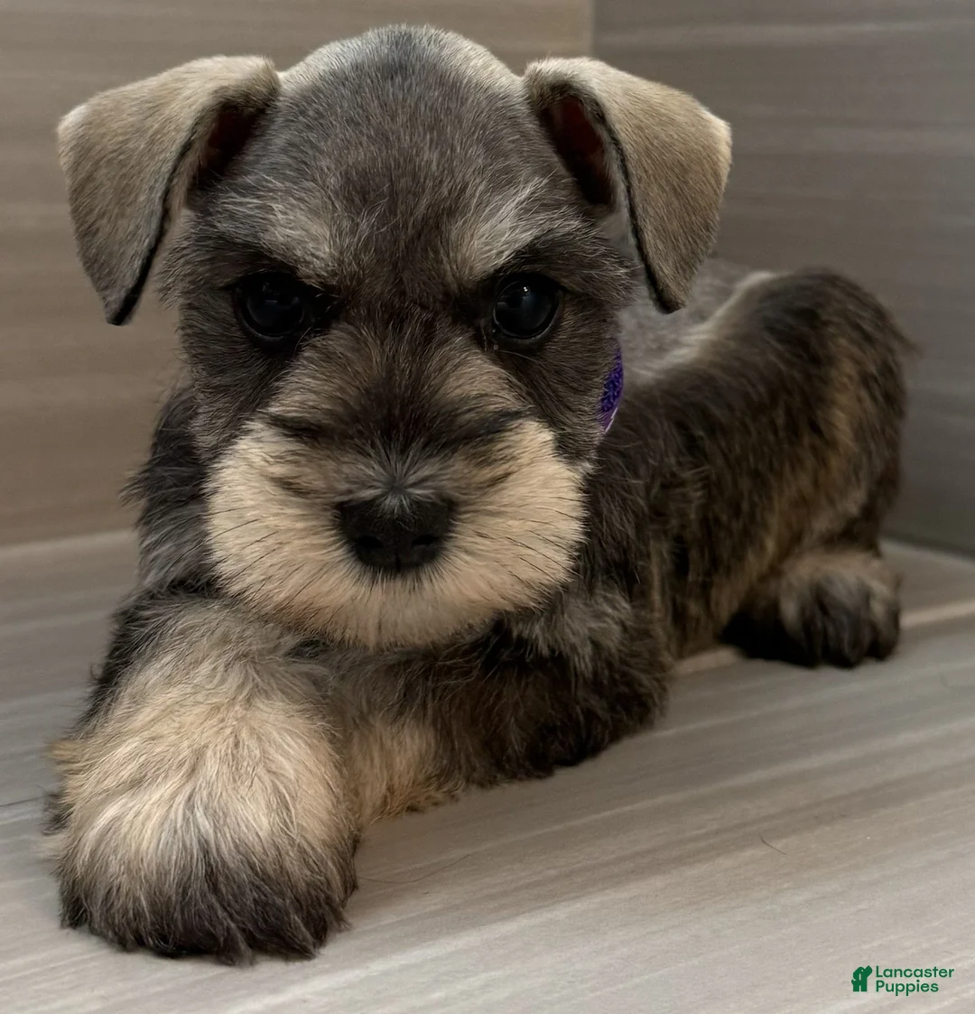 Miniature Schnauzer dogs for sale: Harmony - Ad 1