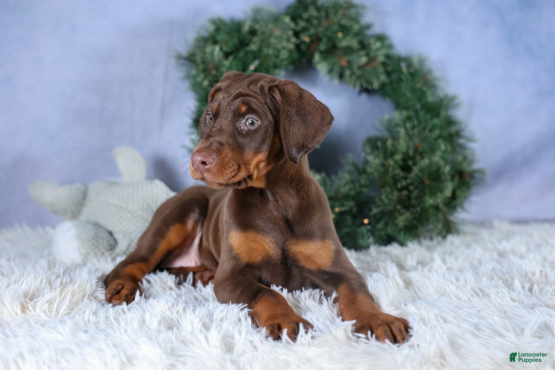 Doberman Pinscher dogs for sale: TRIXIE - Ad 11