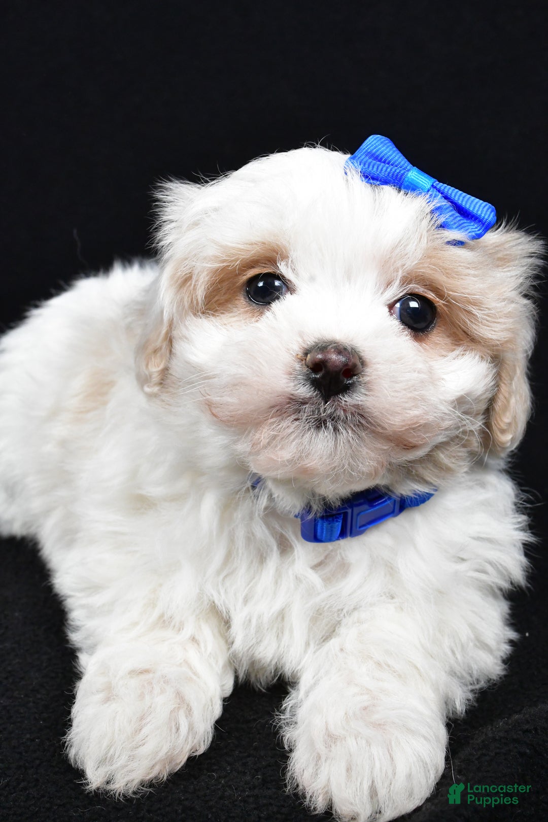 Maltipoo dogs for sale: Joey - Ad 4