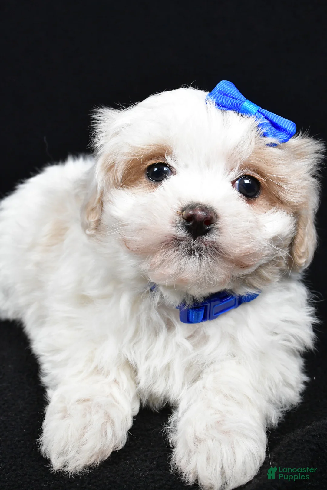 Maltipoo dogs for sale: Joey - Ad 4