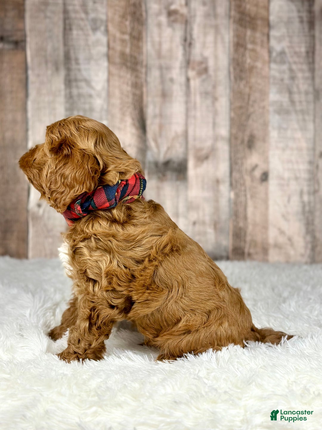 Cavapoo dogs for sale: Boy Milo - 4940 - Ad 4