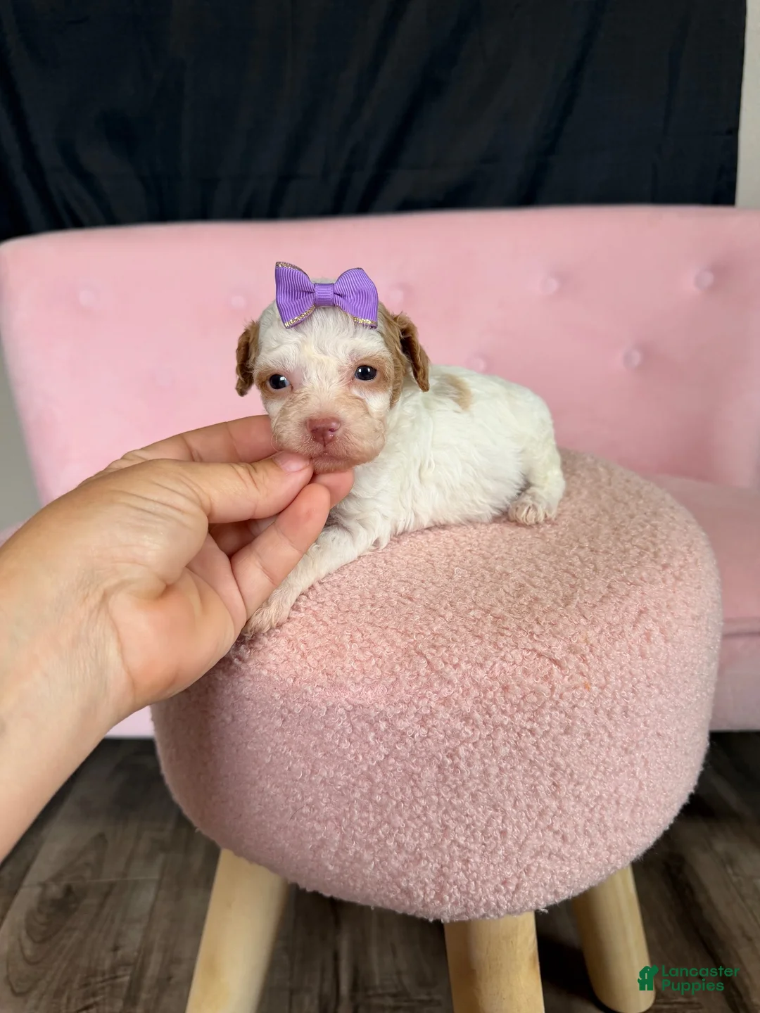 Miniature Poodle dogs for sale: Akc Clear 🧬 tested Chocolate Phantom Parti girl - Ad 10
