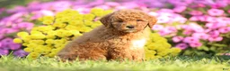 Mini Goldendoodle dogs for sale: Arlo - Ad 2