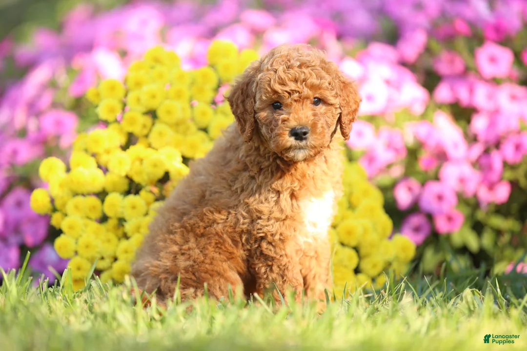 Mini Goldendoodle dogs for sale: Arlo - Ad 2