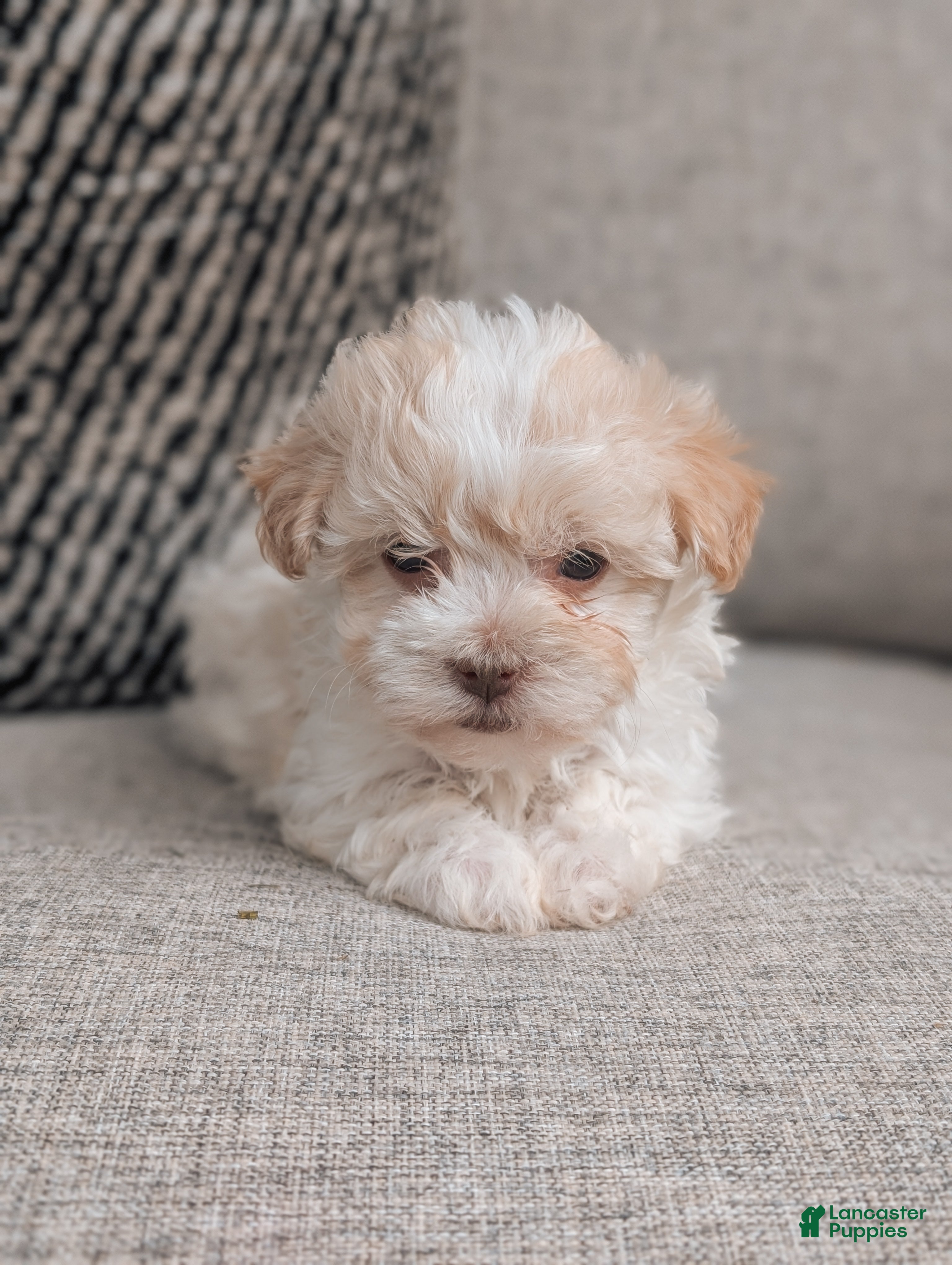 Havanese dogs Pico - Ad 2