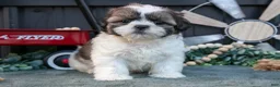 Shih Tzu dogs for sale: Marco - Ad 3