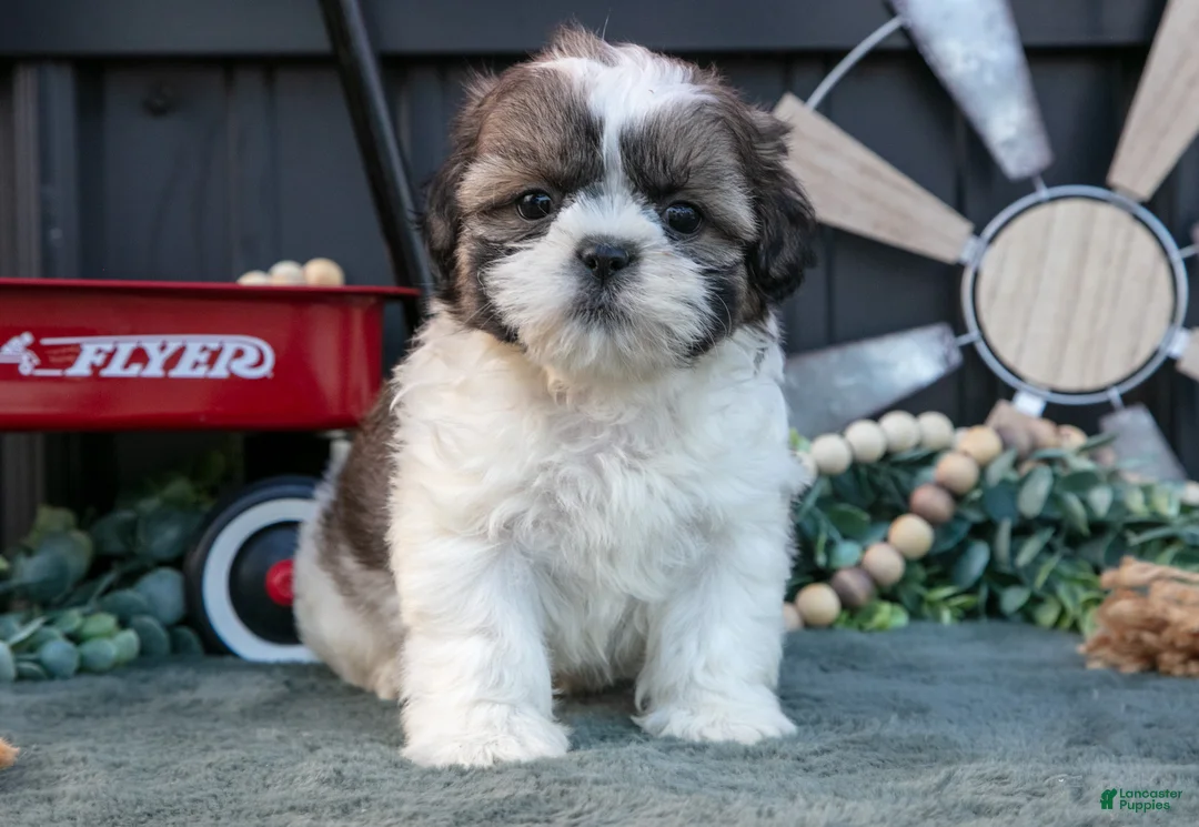 Shih Tzu dogs for sale: Marco - Ad 3