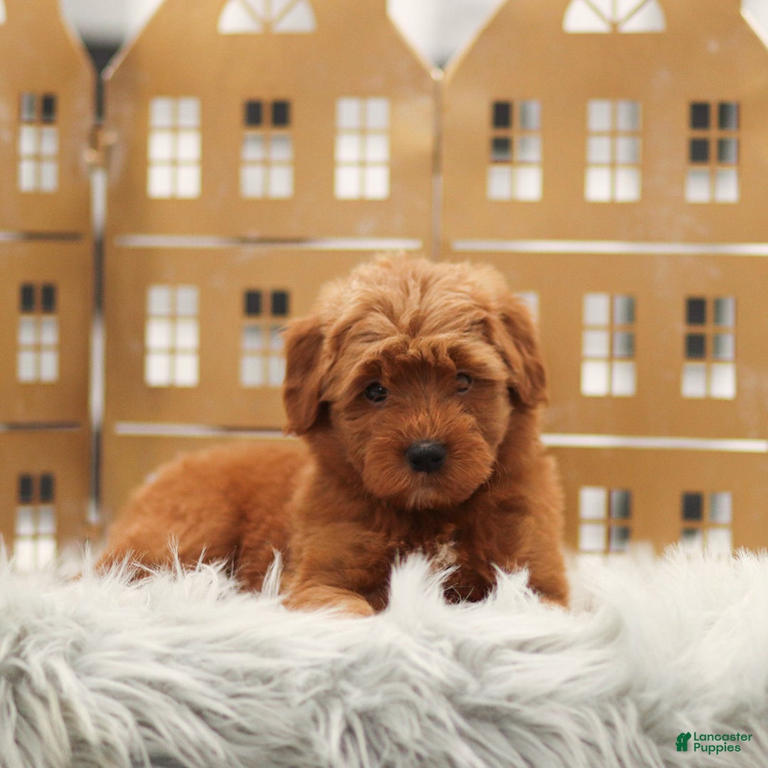 Goldendoodle dogs for sale: Lyle - Ad 3