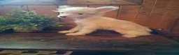 Chinese Crested dogs for sale: Chinese Crested 1 - Ad 9