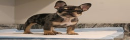 French Bulldog dogs for sale: Noel  - Ad 3