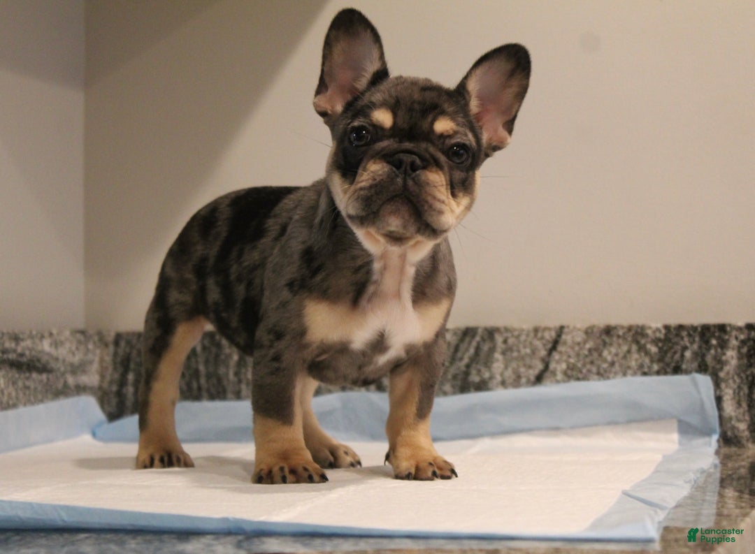 French Bulldog dogs for sale: Noel  - Ad 3