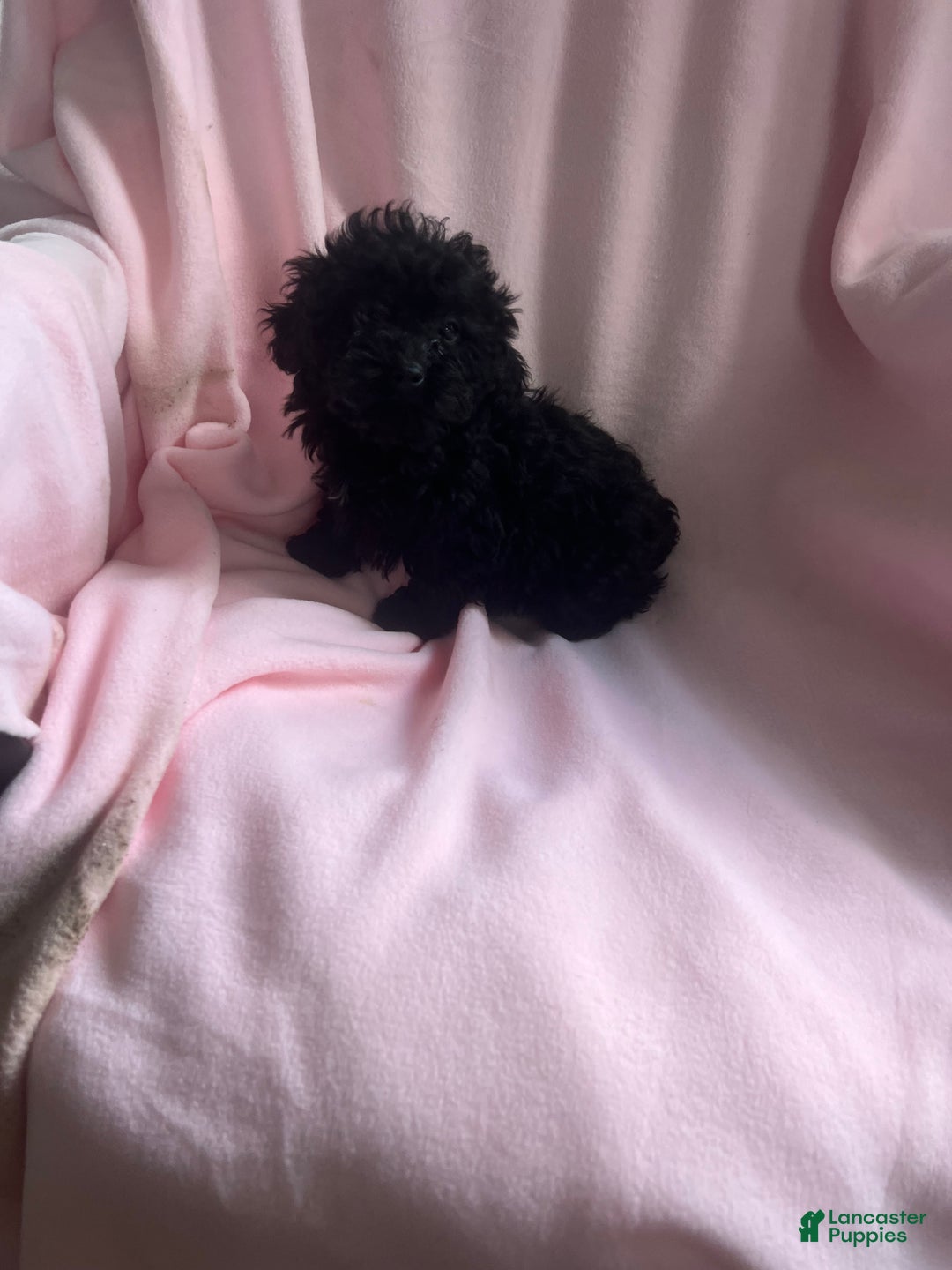 Toy Poodle dogs for sale: Amy - Ad 6