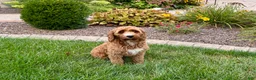 Cockapoo dogs for sale: Kip  - Ad 3