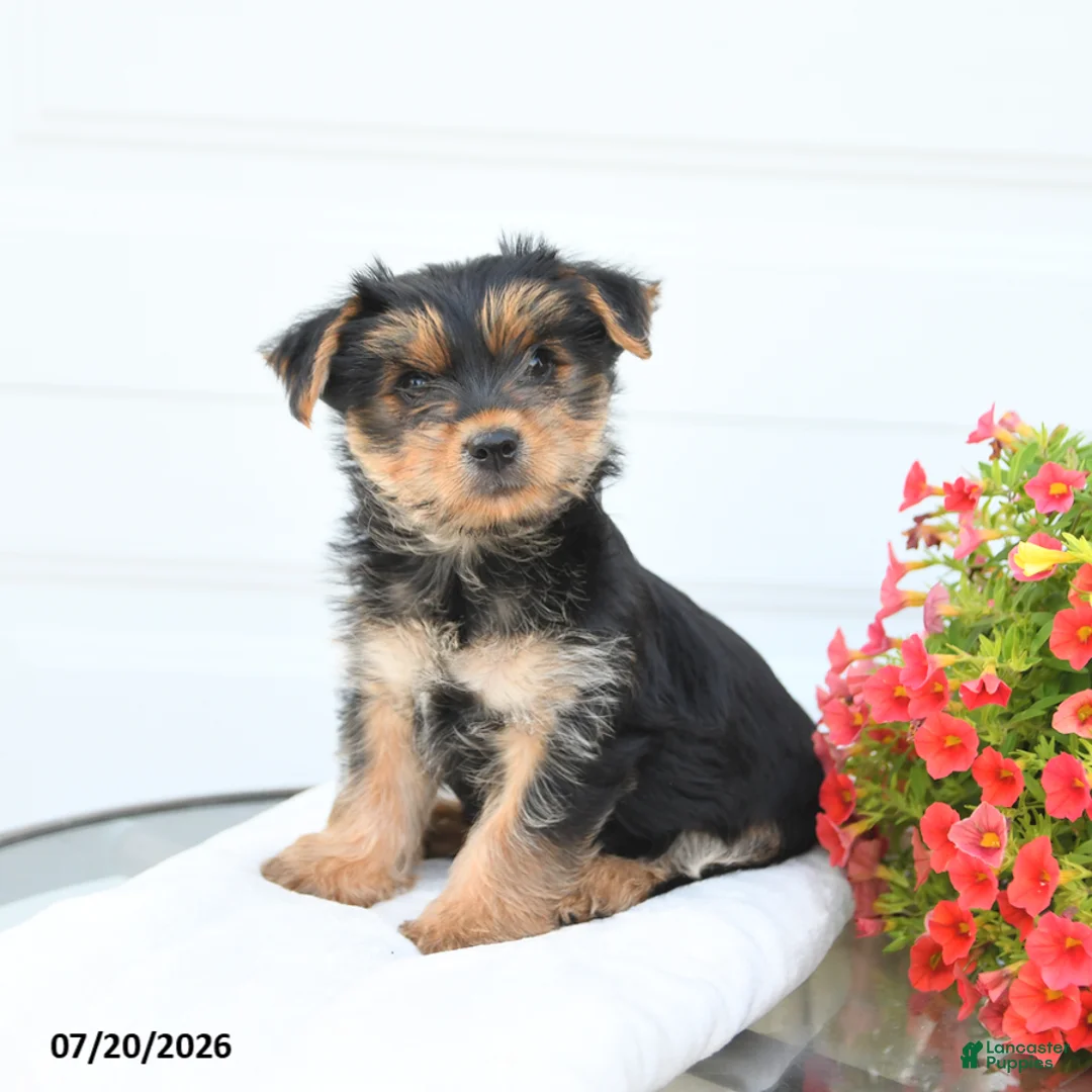 Morkie dogs for sale: Leo - Ad 2